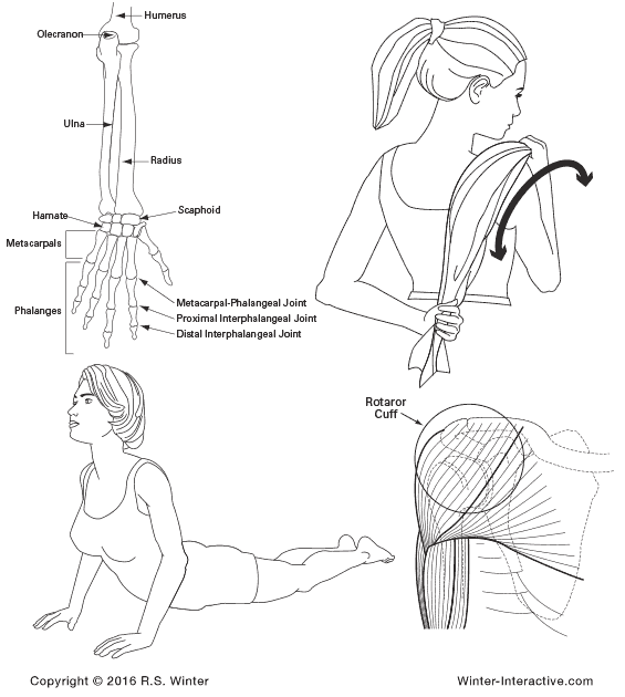 Women's exercise illustrations, created by Rob Winter